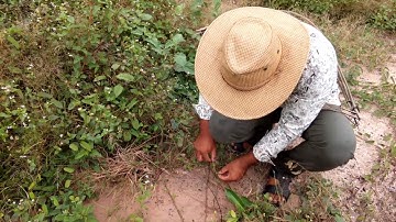Easy Deep Hole Quail & Bird Trap,How to Catch Quail in Cambodia