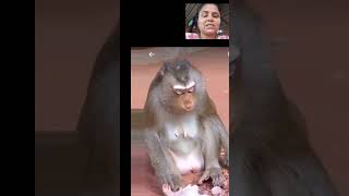 #monkey