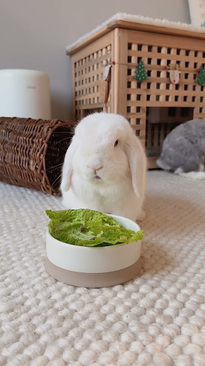 AD | Robert Dyas | Pet Christmas Gifts | Indoor Bunnies