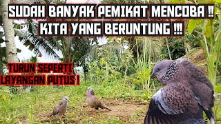 Sudah Berulang Kali Dicoba Oleh Kawan || Namun Kita Yang beruntung Mengamankan Tekukur ini ⁉️