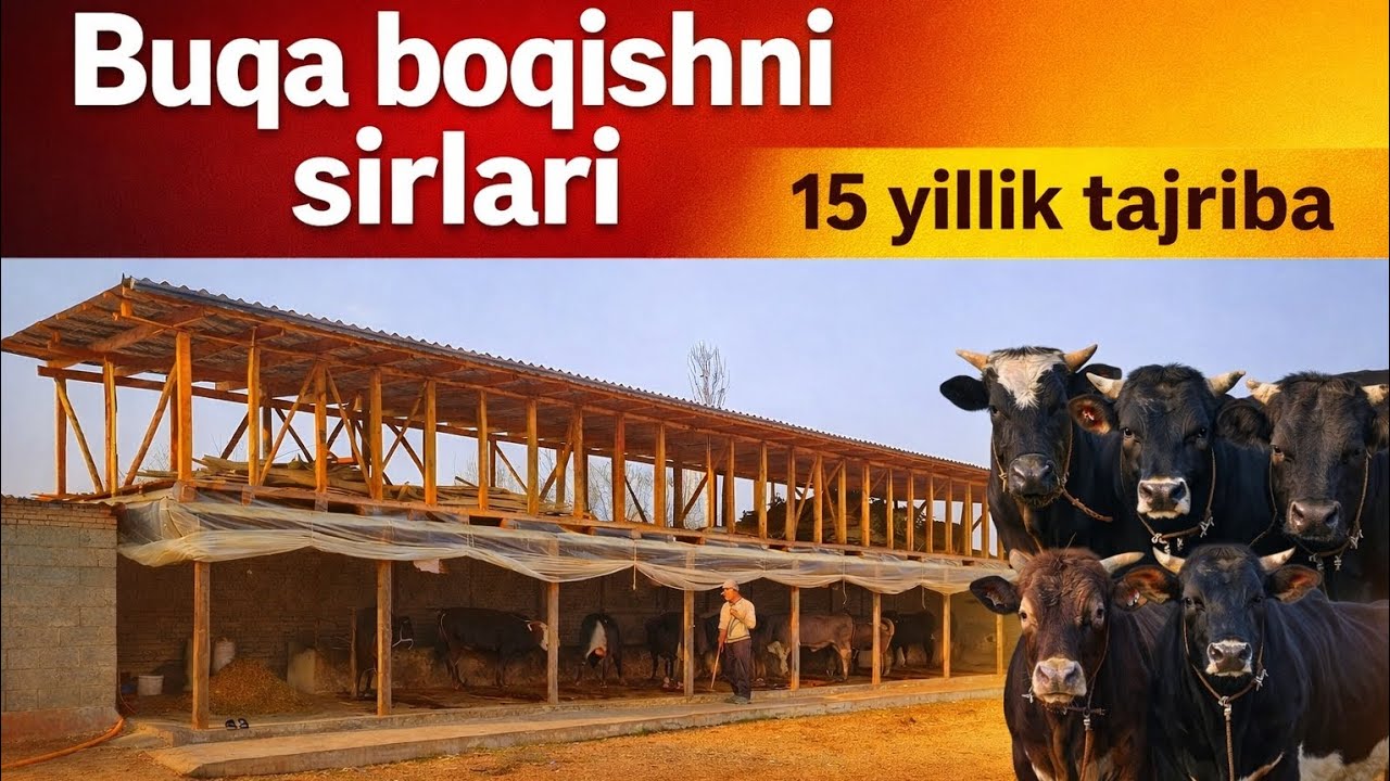 Buqa boqish sirlari.Albatta koʻring. - YouTube