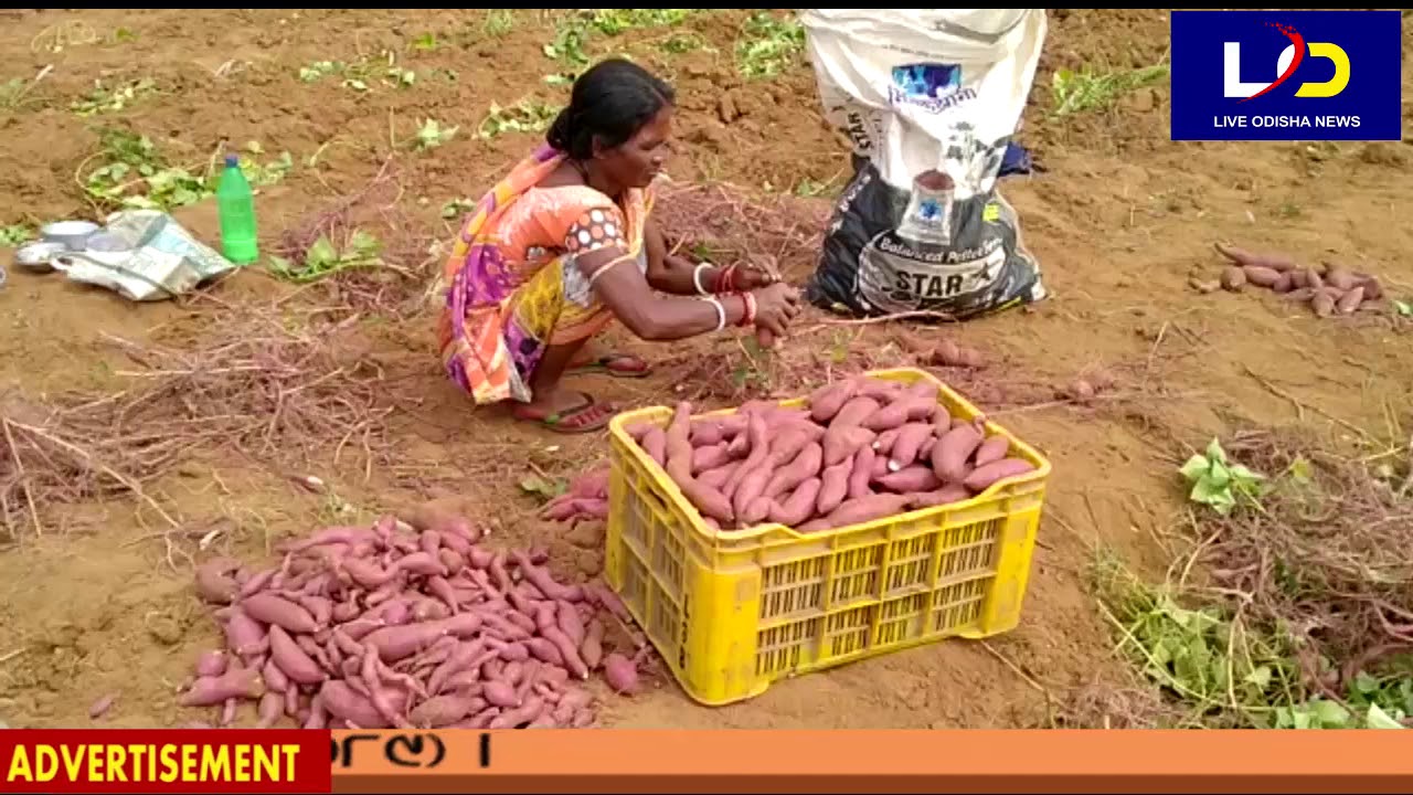 Champua : କନ୍ଦମୂଳ ସଫଳ ଚାଷୀ ସତ୍ୟବାନ ନାୟକ - YouTube