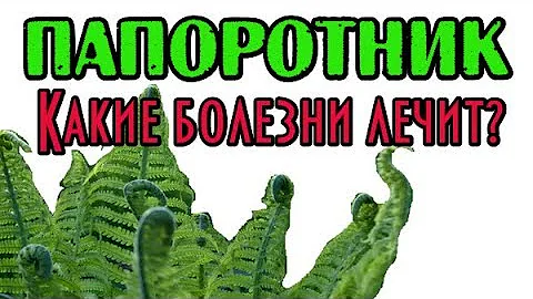 Папоротник. Какие болезни лечит?