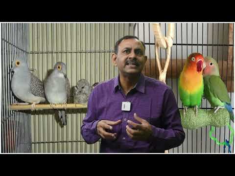 वीडियो: पक्षियों को बैठने से कैसे रोकें?