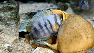 Adults and ready to spawn Altolamprologus sp. 