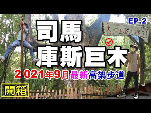 【司馬庫斯 / 巨木步道 2021】最新路況 202109步道實境 高架巨木步道