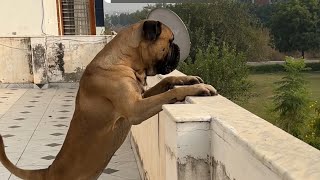 Bullmastiff enjoying the view or Aim at ??