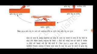 L20:Locomotion and movement गमन एवं संचलन Biology class 11 chapter 20