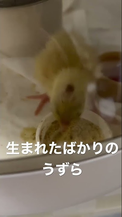 姫ウズラ赤ちゃん Youtube