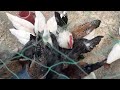 ডিম ফোটানোর মেশিন।।। হাসঁ মুরগির খামার।। ০১৯২৬-৭৮৩৮৩৫