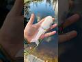 3D Printed Glide Bait V2 - Has the Fishing Action Improved? #lurebuilding #3dprintedlure #glidebait