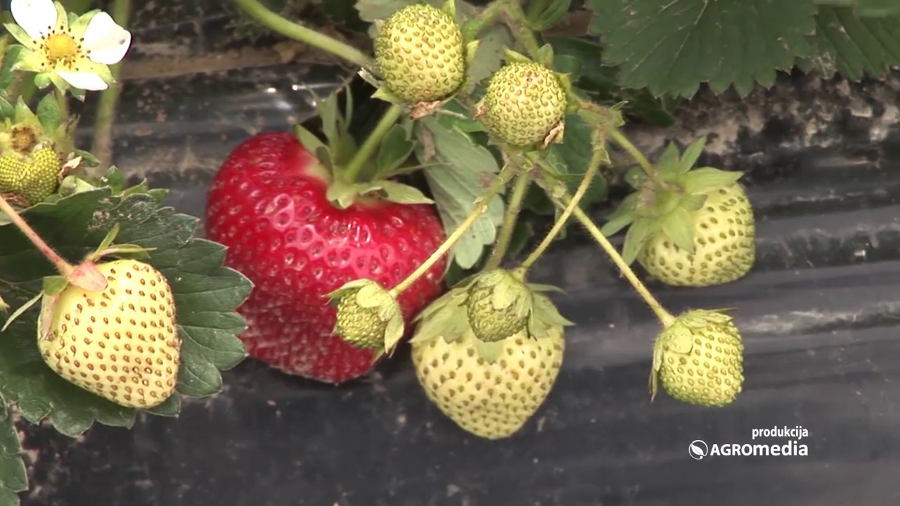 Ova Sorta Jagode ima NAJBOLJU Cenu na Tržištu