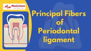 Principal fibers of Periodontal ligament by Mediklaas 193 views 2 months ago 5 minutes, 1 second
