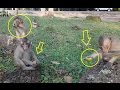 Monkey eating Samson fruit,baby monkey eating samson, baby monkey playin...