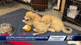 Clermont County shelter seeking information after puppy litter left in front of abandoned house