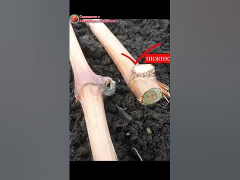 Размножение винограда - YouTube