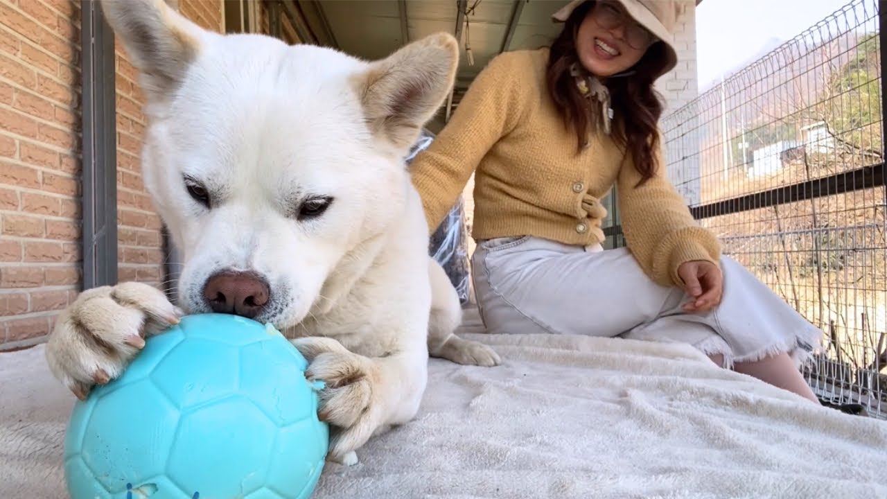 귀엽고 깜찍하고 사랑스럽게 공놀이하는 시골개