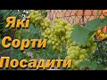 Які сорти винограду посадити. Перевірені сорти столового винограду