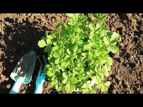 Video: Kaip Padidinti Braškių Ir Ridikėlių Derlių Ir Išauginti Gražius Kardelius