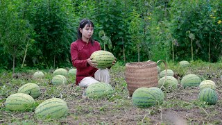 I planted watermelon seeds in the spring, now I harvest a lot of big watermelons春天种下西瓜种子，现在我收获了很多大西瓜