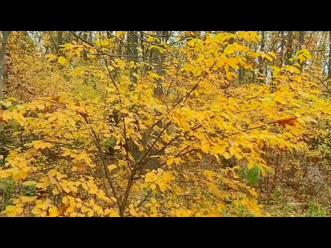 #amazing #beauty of Nature from wild Forest at Berlin Germany #relaxing #healthy #wind