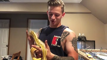 Burmese python vs reticulated python