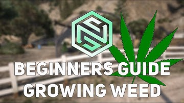 Growing Weed for Beginners - ScoraNetwork