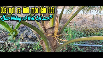 DỪA MỚI RA LƯỠI MÈO ĐẦU TIÊN SAO KHÔNG CÓ TRÁI? HOẶC ÍT TRÁI, RỤNG TRÁI NON VÀ GIẢI PHÁP KHẮC PHỤC.