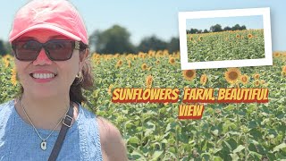 Sunflowers  farm beautiful  view 