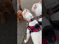 Dogo Argentino Meets Cute Puppy