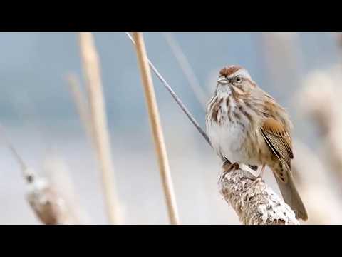 Song Sparrow: Bird in the Spotlight