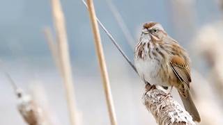 Song Sparrow: Bird in the Spotlight