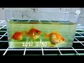 《プランター金魚飼育》【青水飼育・糞こし】【ピンポンパール】