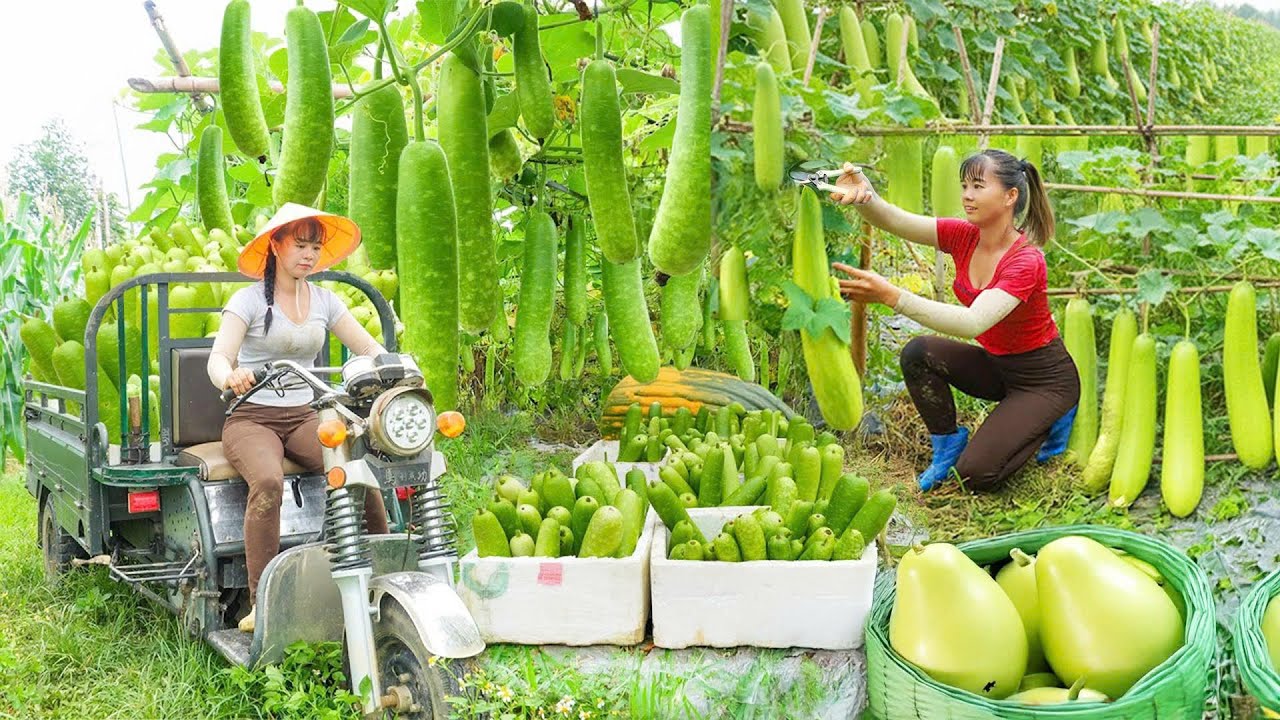 Use Truck Harvesting 100KG Giant Gourds Goes To Village Market Sell | New Free Bushcraft