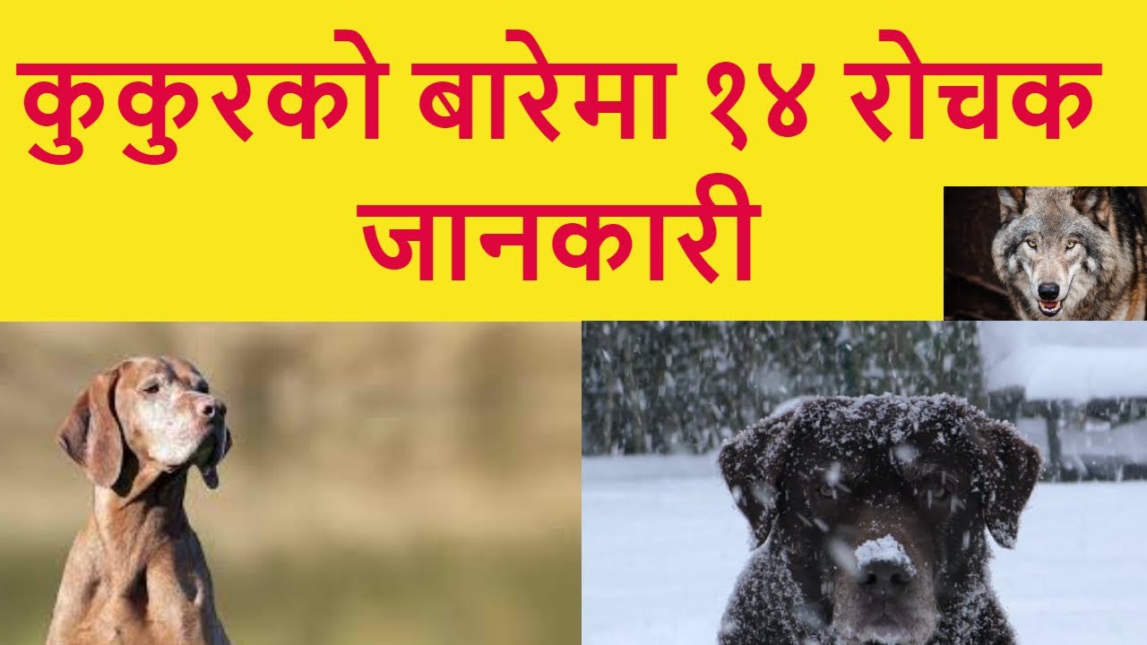 essay on dog in nepali language