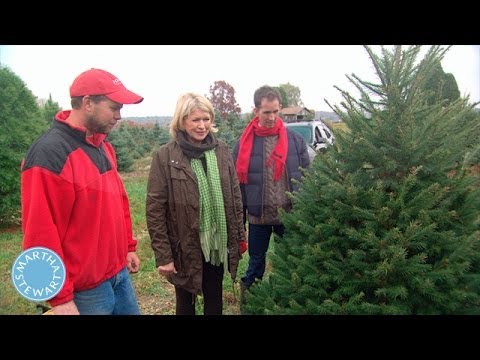 How To Select The Perfect Christmas Tree Martha Stewart-11-08-2015