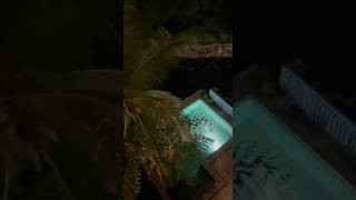 ЛЯГУШКИ ОТЕЛЬНЫЕ КАК СОБАКИ ЛАЮТ природа путешествия китай хайнань отель