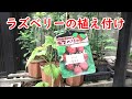 ラズベリーの植え付け【栽培・育て方・成長記録】