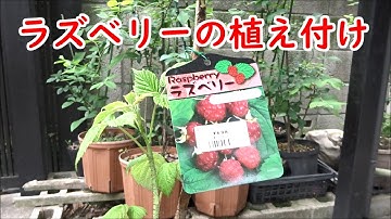 ラズベリーのプランター栽培 Youtube
