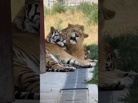 Tiger And Lion Love And Fun Fight