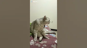 صوت قط 