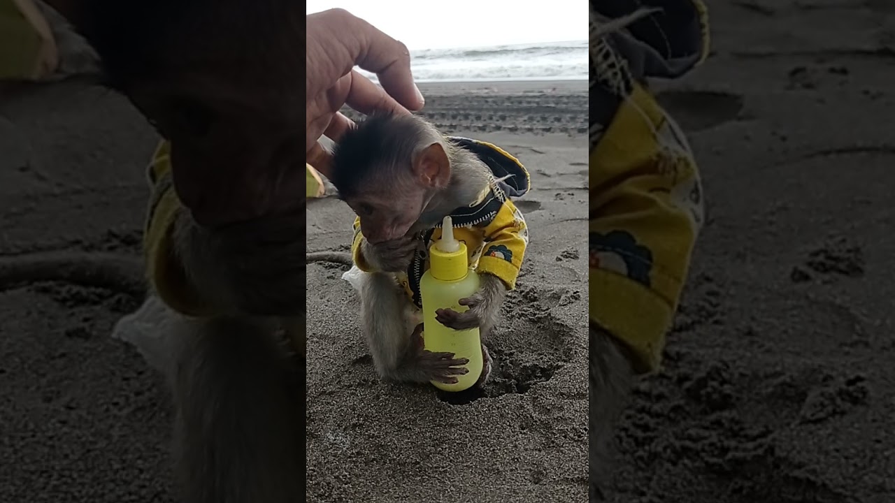 Baby Monkey Pimpim, wherever goes he always brings a bottle