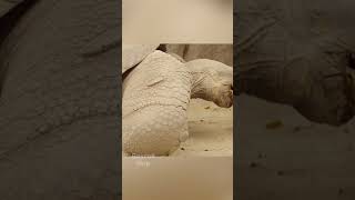 Самый крупный вид черепах в мире:Галапагосская черепаха #животные #топ #шортс #shorts #черепахи
