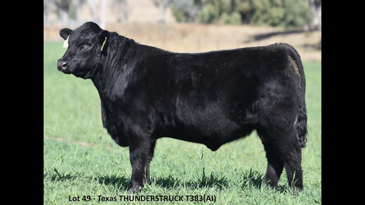 Texas THUNDERSTRUCK T383 Lot 49 YouTube Texas THUNDERSTRUCK T383 Lot 49 YouTube