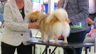 Finlay the Tibetan Spaniel, a day at Richmond Dog Show