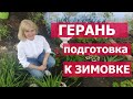 Как черенковать пеларгонию | Как сохранить герань зимой