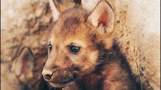WE SAVE THE WOLF PUPPIES FROM DEATH