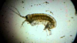 20110422_213438_Crustacean.avi