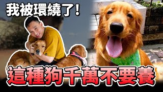 這種狗千萬不要養 黃金獵犬....「Men's Game玩物誌」