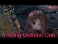 Baldur's Gate 3: What if you eat Owlbear Cub's food?